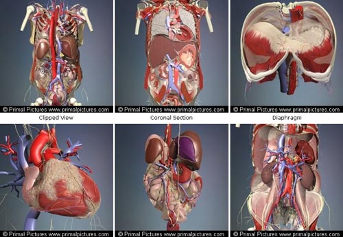 3D Interactive Human Anatomy [9 Modules] 9xCDs