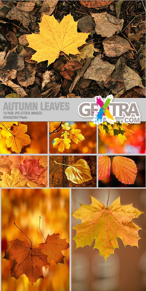 Autumn Leaves 10xJPGs