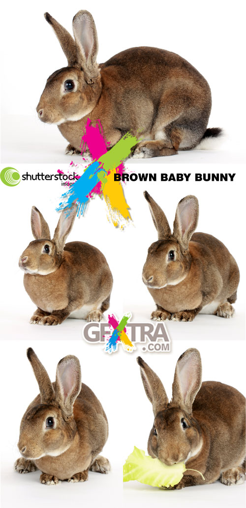 Brown Baby Bunny 5xJPGs - Shutterstock