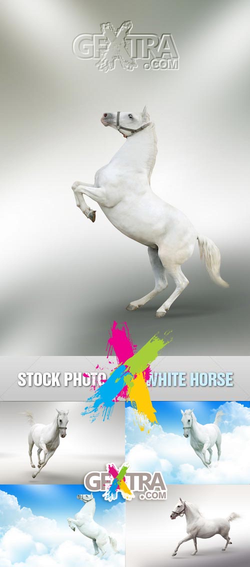 Shutterstock - White Horses 5xJPGs