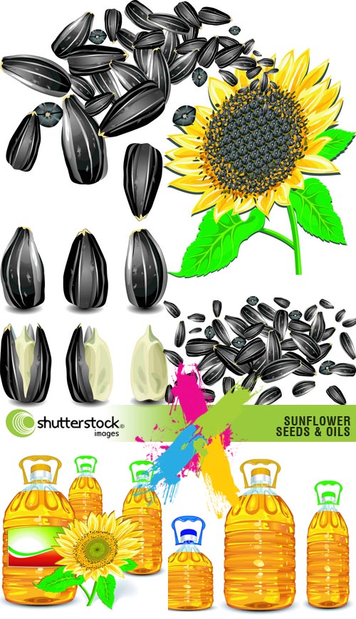 Sunflower Seeds 5xEPS Vector SS