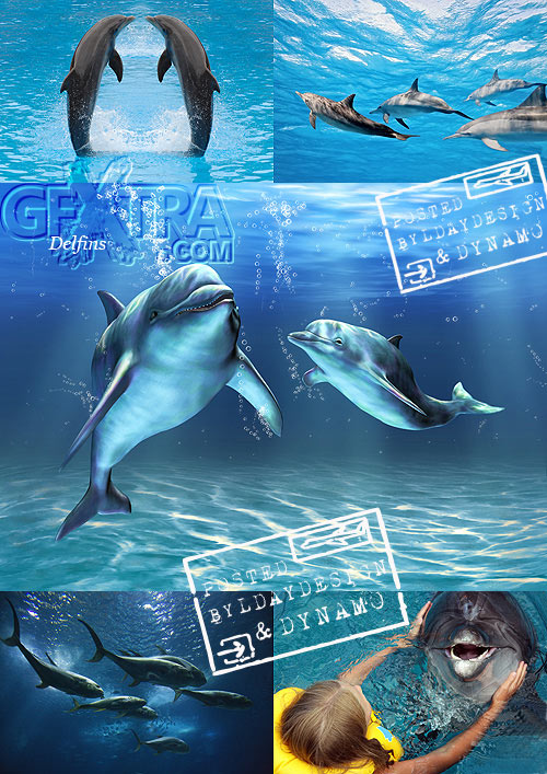 Stock Photo - Dolphins