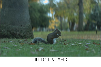 Wildlife, 28 HD Footages