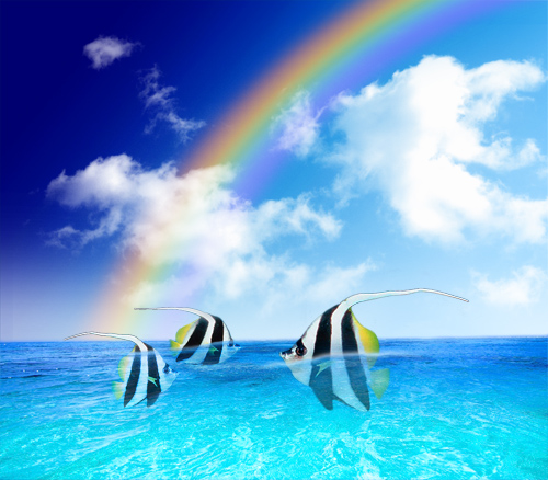 Creative Nature PSD Source - Angelfishes in Rainbow