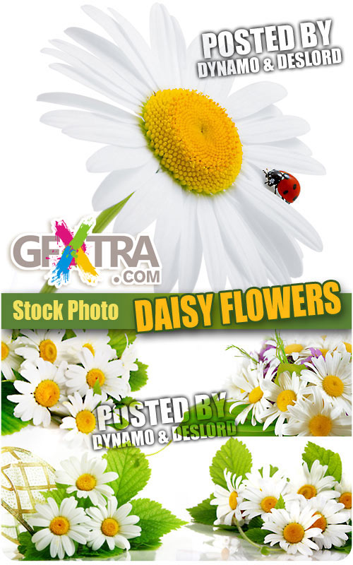 Daisy flowers - UHQ Stock Photo