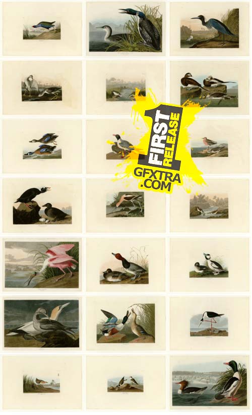 The Birds of America - John James Audubon, UHQ Scans