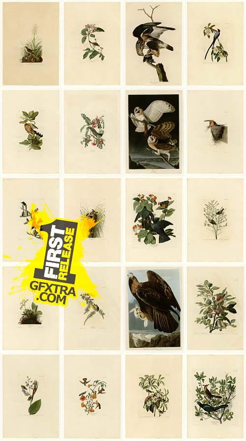The Birds of America - John James Audubon, UHQ Scans