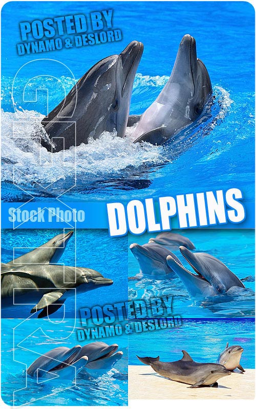 Dolphins - UHQ Stock Photo