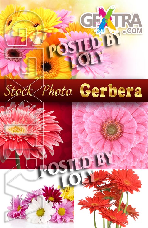 Flowers. Gerbera - Stock Photo