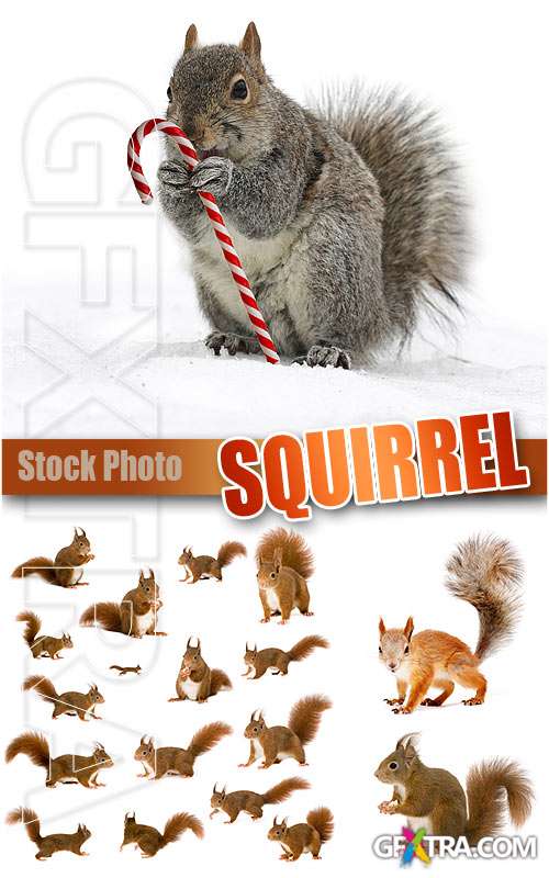 Squirrel - UHQ Stock Photo