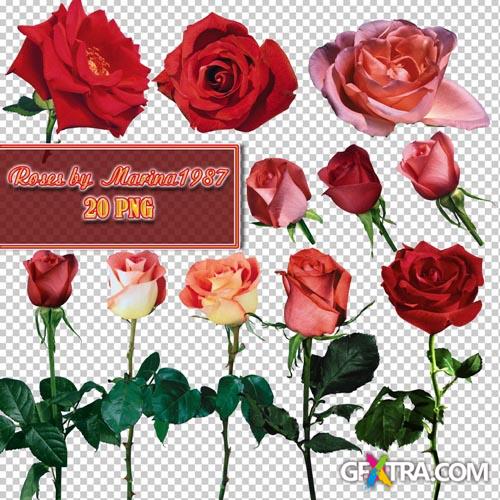 PNG graphics on a transparent background - Roses in PNG (Part 1)