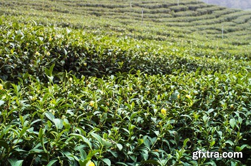 Tea Plantations, 25xUHQ JPEG