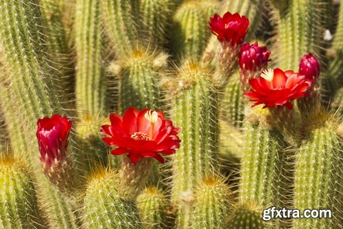 Collection of blooming cactus flowers cactus in the desert 25 HQ Jpeg