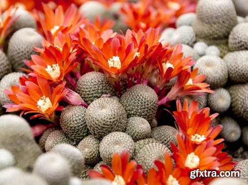 Collection of blooming cactus flowers cactus in the desert 25 HQ Jpeg