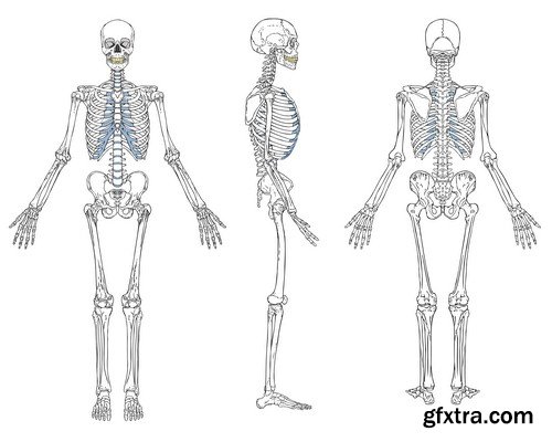 Skeleton human