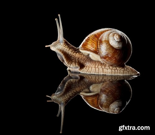 Collection Beautiful macro snail with detenyshemi a variety of backgrounds nature leaf with water grass 25 HQ Jpeg