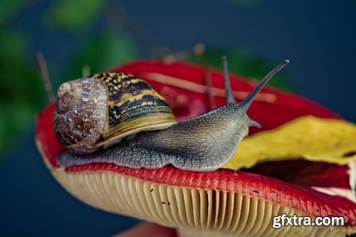 Collection Beautiful macro snail with detenyshemi a variety of backgrounds nature leaf with water grass 25 HQ Jpeg