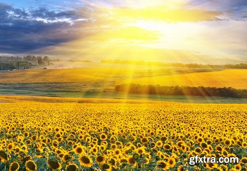 Collection of a field of sunflowers in the sun sunset dawn sunflower seeds sunflower oil 25 HQ Jpeg