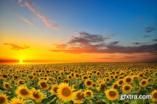 Collection of a field of sunflowers in the sun sunset dawn sunflower seeds sunflower oil 25 HQ Jpeg