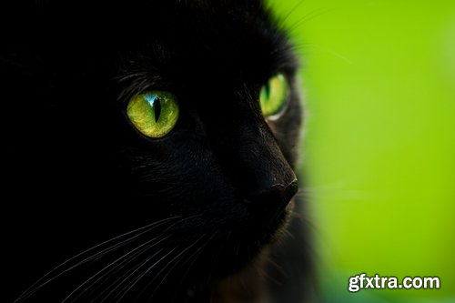 Collection of black cat cat eyes black wool 25 HQ Jpeg