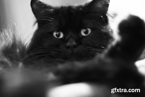 Collection of black cat cat eyes black wool 25 HQ Jpeg