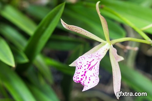 Collection of orchid flower stalk nature macro inflorescence 25 HQ Jpeg