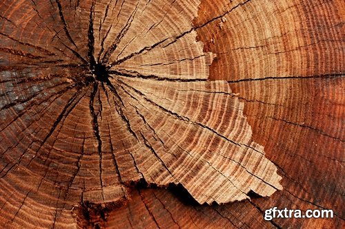 Collection of old tree stump nature landscape cut saw cut 25 HQ Jpeg