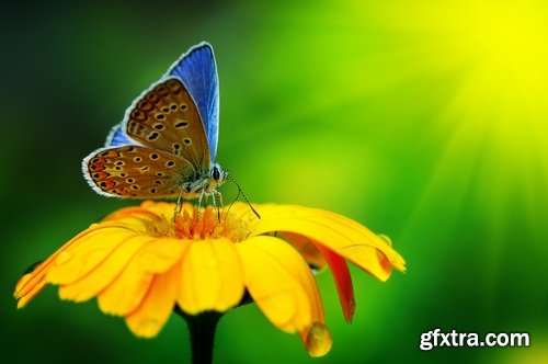 Collection of butterfly macro conceptual illustration nature plant flower 25 HQ Jpeg
