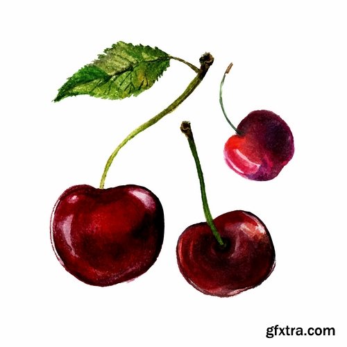 Collection of sweet cherry berry cherry vector image 25 EPS