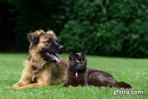 Collection of cat and dog puppy kitten animal friendship 25 HQ Jpeg