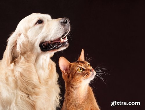 Collection of cat and dog puppy kitten animal friendship 25 HQ Jpeg