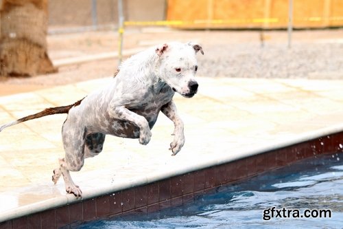 Collection pit bull dog breed game-dog puppy 25 HQ Jpeg