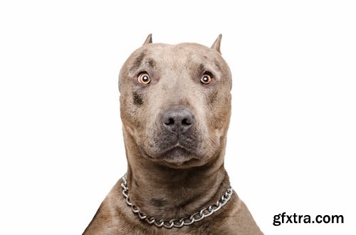 Collection pit bull dog breed game-dog puppy 25 HQ Jpeg