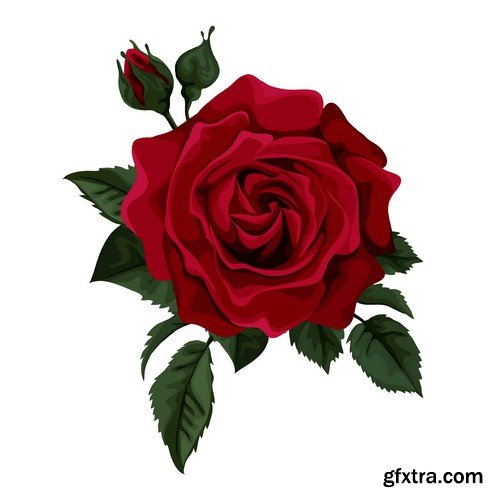 Red rose - 5 EPS