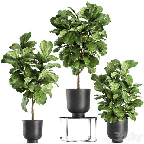 A collection of decorative small trees with large leaves in a black pot Ficus lyrata. Set 854.