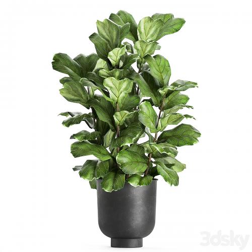 A collection of decorative small trees with large leaves in a black pot Ficus lyrata. Set 854.